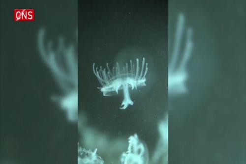 Peach blossom jellyfish found in Zhejiang