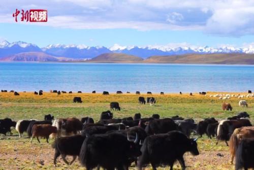 实拍西藏牧区转场：再现古道游牧民游牧文化