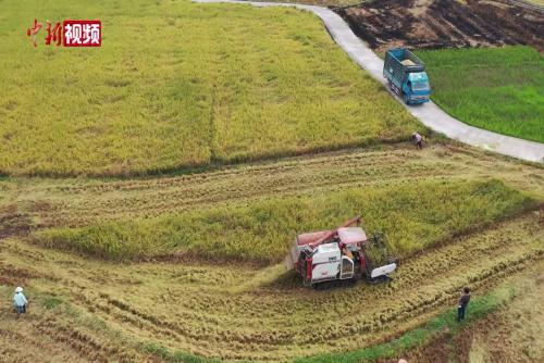 【美丽中国·网络媒体生态行】探访广西超级稻产量第一县 袁隆平称赞“再生稻甲天下”