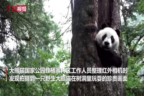四川宝兴：野生大熊猫在树洞玩耍惹人爱