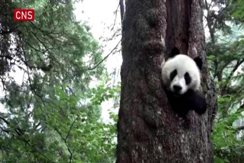 Giant panda spotted playing in tree hole in Sichuan