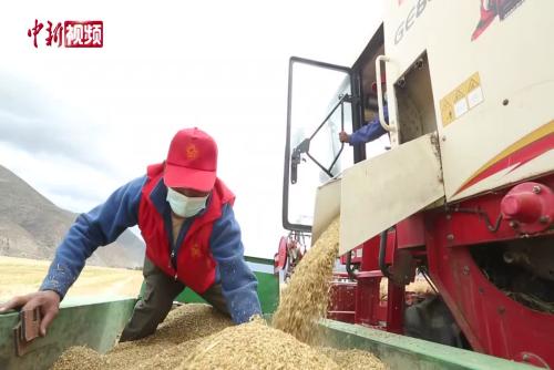 西藏官方：秋收面积已超八成 粮食丰产已成定局