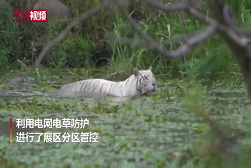 上海野生动物园中猛兽的秋日惬意“兽生”