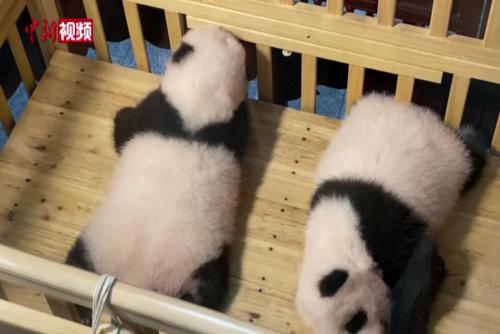 旅加大熊猫“二顺”新生双胞胎宝宝首次亮相 “萌”化市民