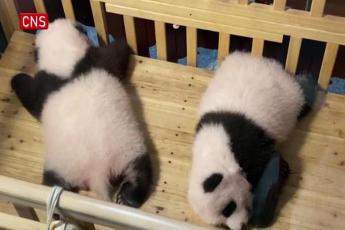 Giant panda twins make public debut in Chongqing