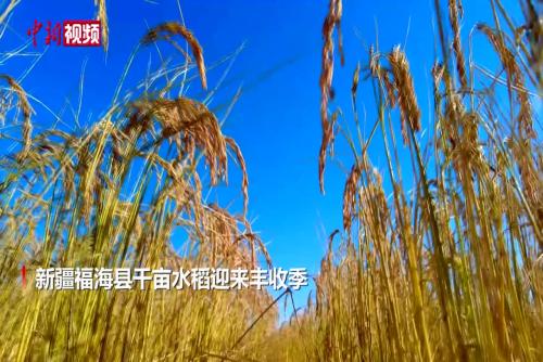 新疆福海：盐碱地变千亩稻田