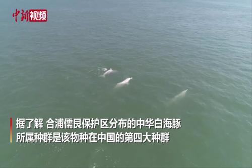 中华白海豚结群畅游广西合浦儒艮保护区