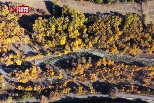 新疆玛纳斯县：荒山变绿更“生金”