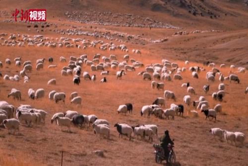 柴達木盆地都蘭數萬牛羊浩蕩轉場