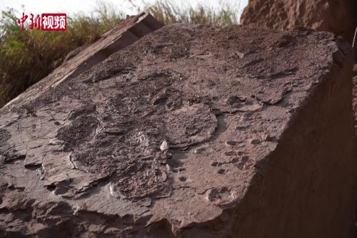 福建发现罕见对板保存的恐龙足迹化石