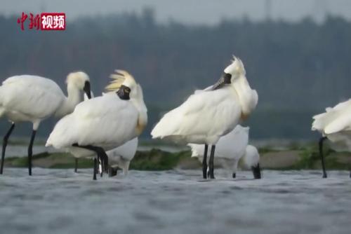 大批候鸟飞抵海南湿地开启享受暖冬模式