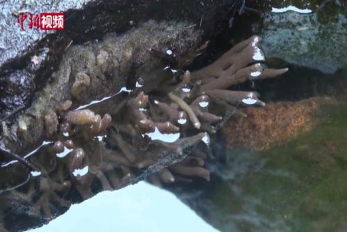 贵州习水国家级自然保护区首现古老生物“淡水海绵”