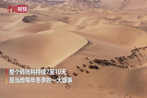 航拍内蒙古巴丹吉林沙漠的骆驼冬日转场