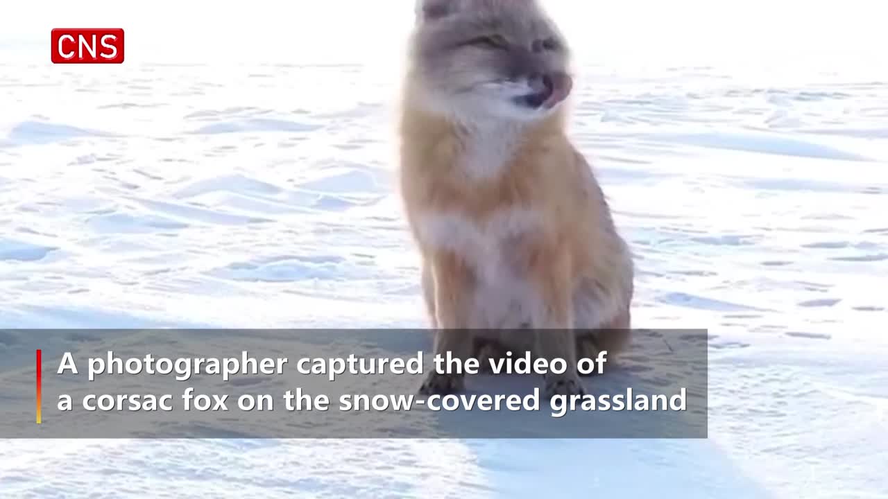 Rare corsac fox filmed on snow-covered grassland in Inner Mongolia