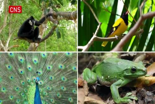 (100 great changes) South China's Hainan creates paradise for rare species