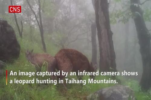 Leopards frequently spotted in central China's Taihang Mountains