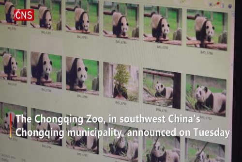 Giant pandas in Chongqing Zoo amount to 21