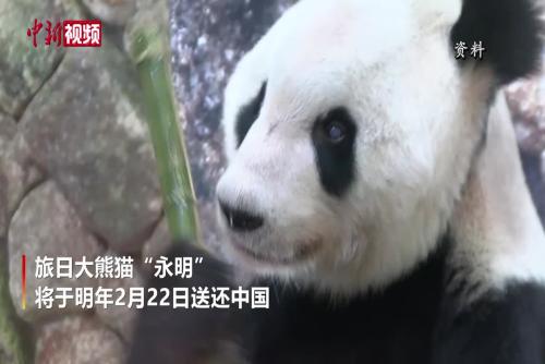 旅日大熊猫“永明”和它的双胞胎女儿将于明年2月22日回国