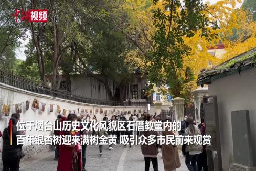 福州百年石厝教堂成打卡點 銀杏冬日“綻放”引游客