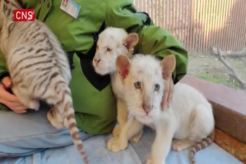 Rare snow tiger cubs make public debut in E China