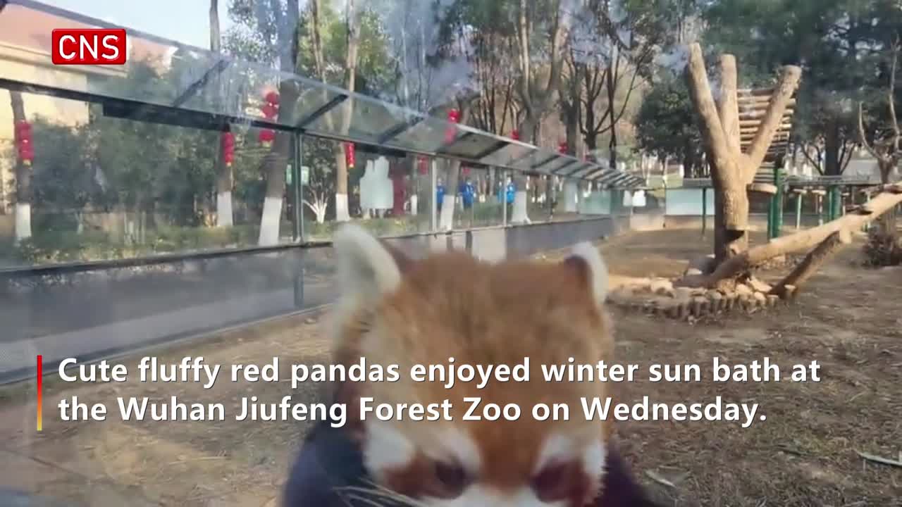 Fluffy red pandas enjoy winter sun bath in Wuhan