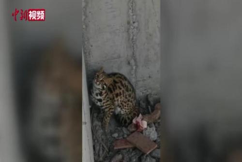 豹猫被困化粪池 警察暖心救助