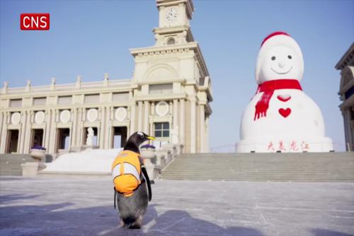 Cute little penguin goes backpacking in NE China's Harbin