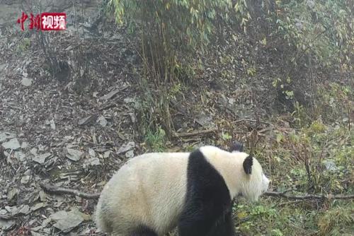 四川平武：野生大熊貓等10余種保護動物影像再上新