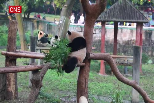 Pandas sunbathe at Chongqing Zoo