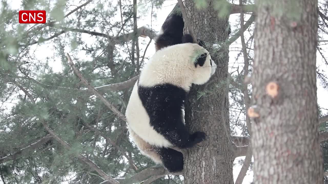 Giant panda enjoys snow on the treetop in NW China