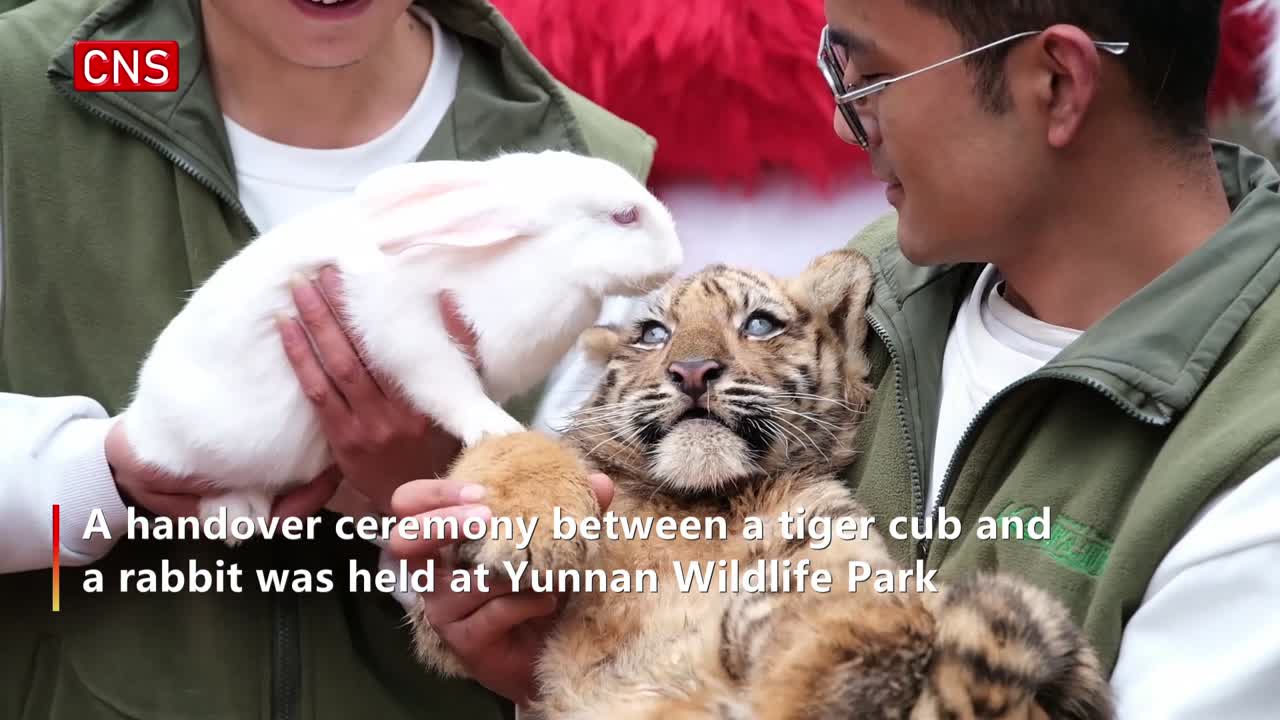 Tiger cub and rabbit change shifts to welcome Chinese New Year