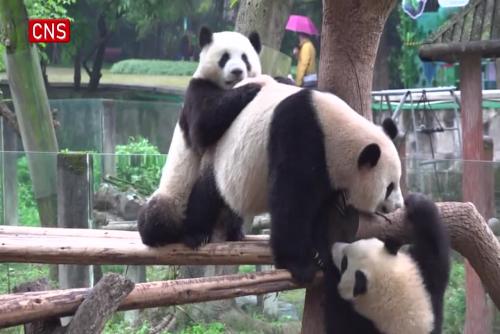 Giant pandas cuddle together to keep warm at Chongqing Zoo