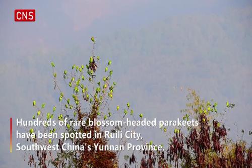 Hundreds of blossom-headed parakeets spotted in SW China