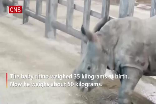 Baby white rhino greets visitors at Xi'an Qinling Wildlife Zoo