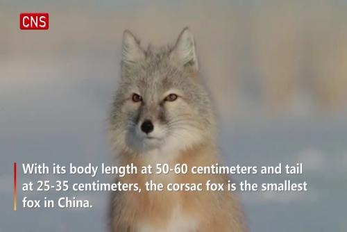 Endangered corsac foxes spotted in Inner Mongolia