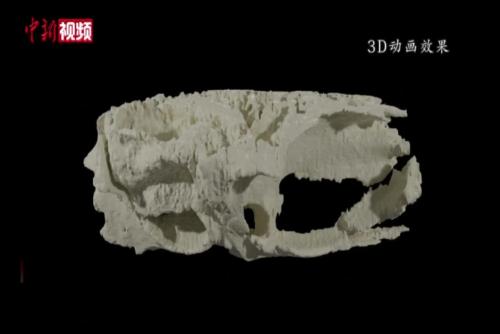 科学家发现3.19亿年前脊椎动物完整大脑