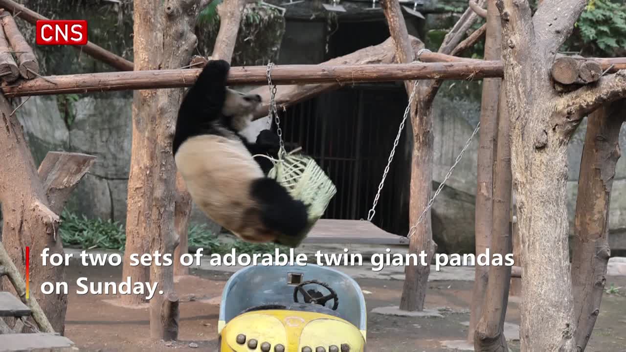 Giant pandas enjoy Lantern Festival feast in Chongqing