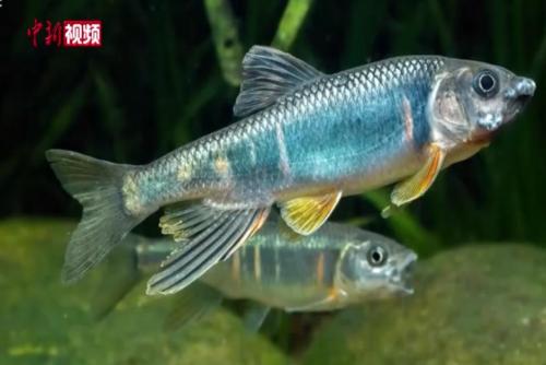 杭州发现鱼类新物种苕溪鱲 