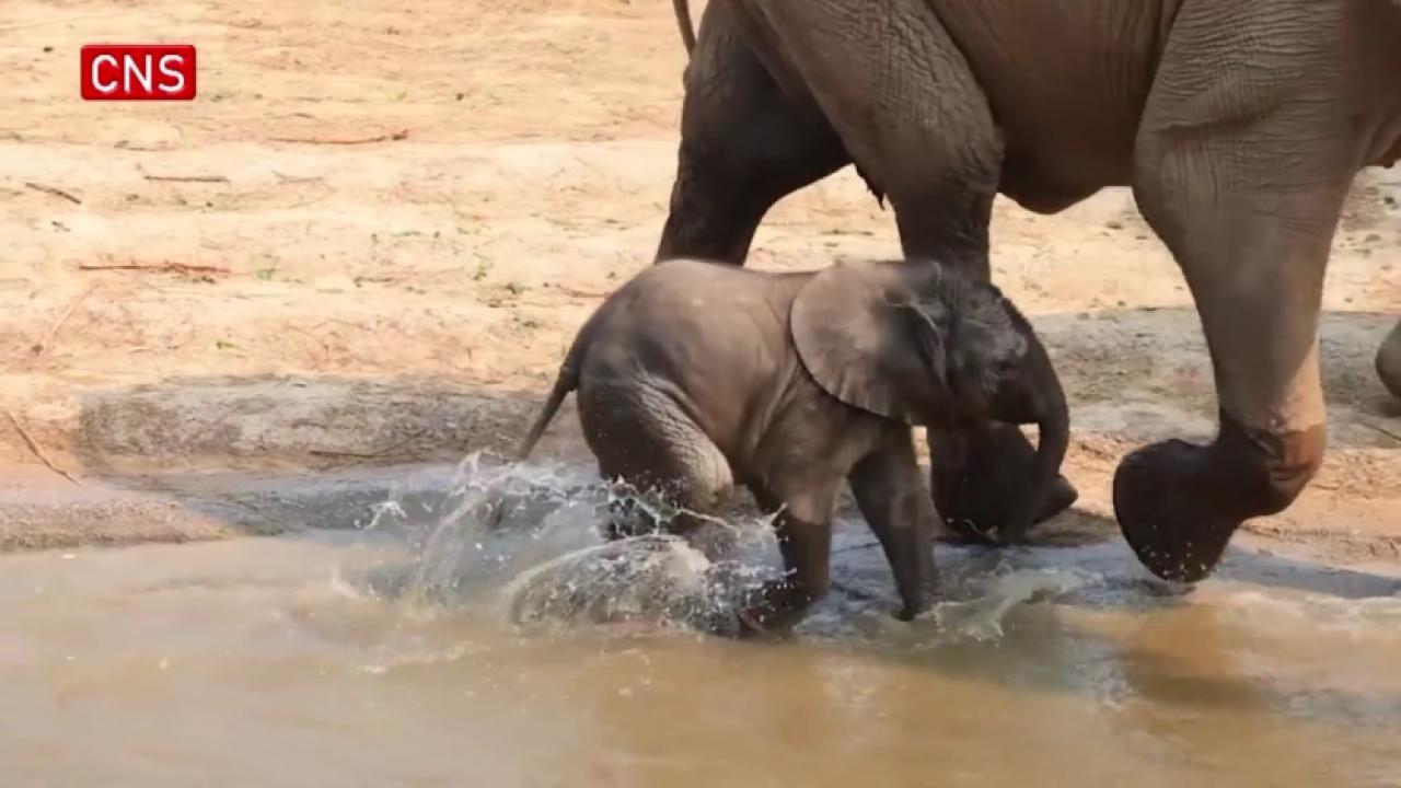 African elephants in Guangdong give birth to six babies in a year
