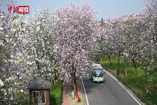 广州海珠国家湿地公园宫粉紫荆绽放