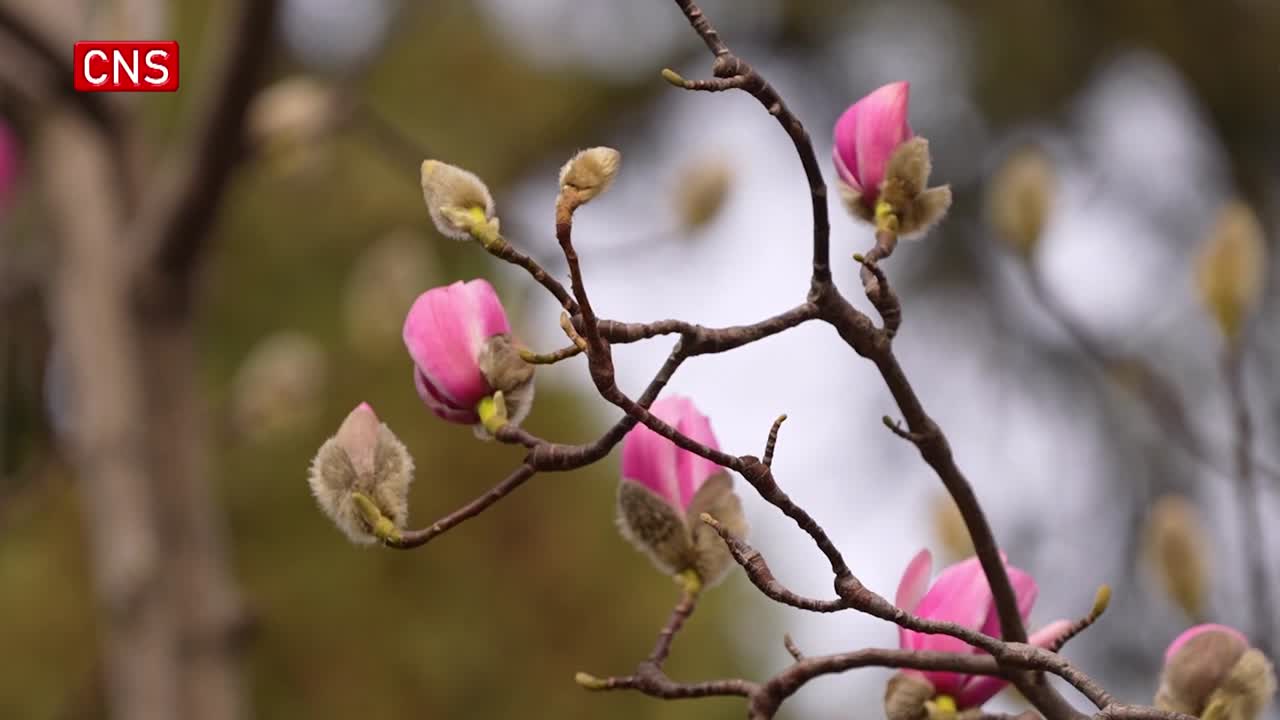World's only 400-year-old Magnolia Soulangeana blooms in Shaanxi