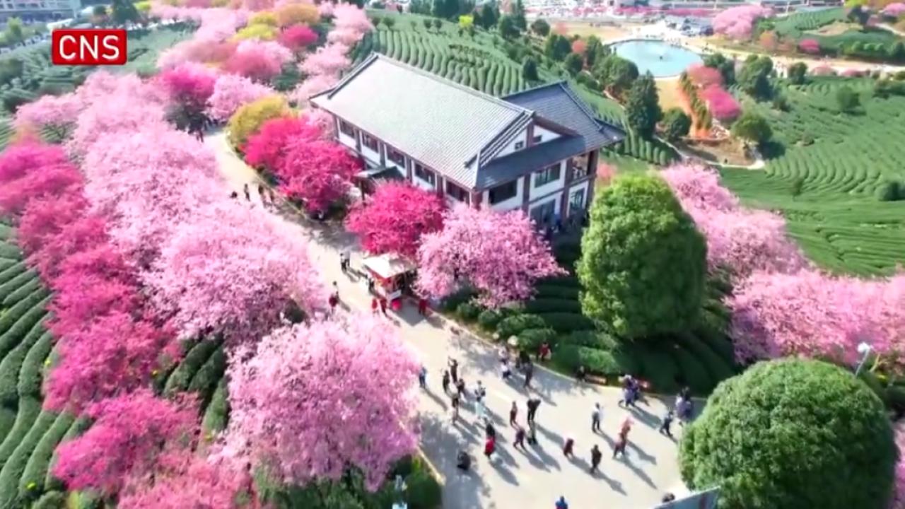 Cherry blossoms help promote tourism in Fujian