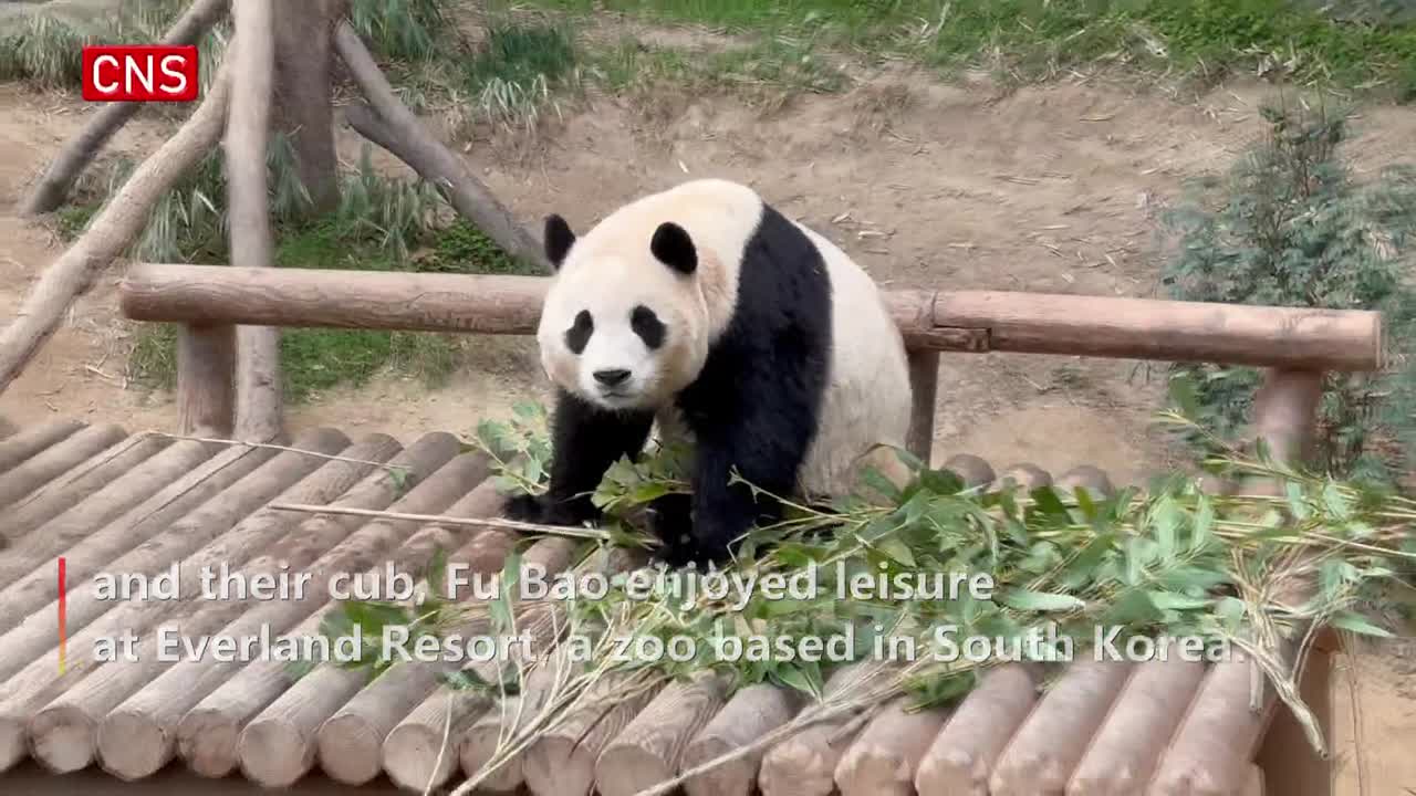 Giant panda cub Fu Bao enjoys leisure in South korea with her parents