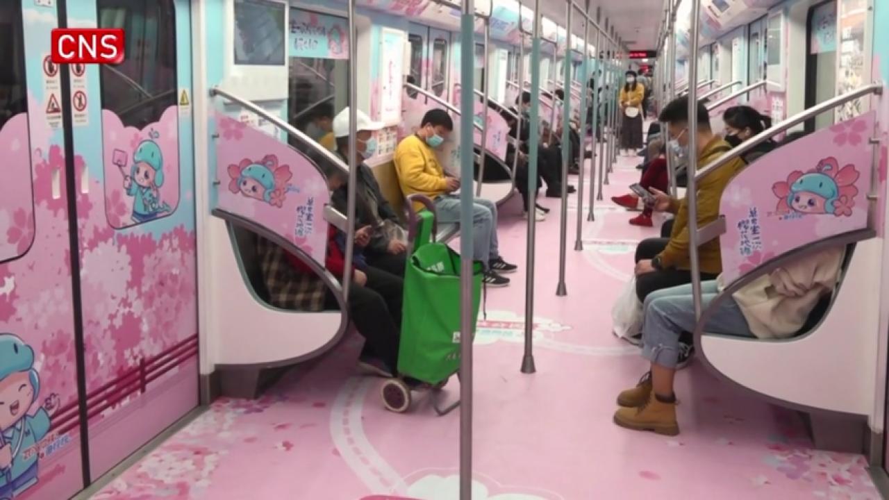 Cherry blossom-themed subway train debuts in Wuhan