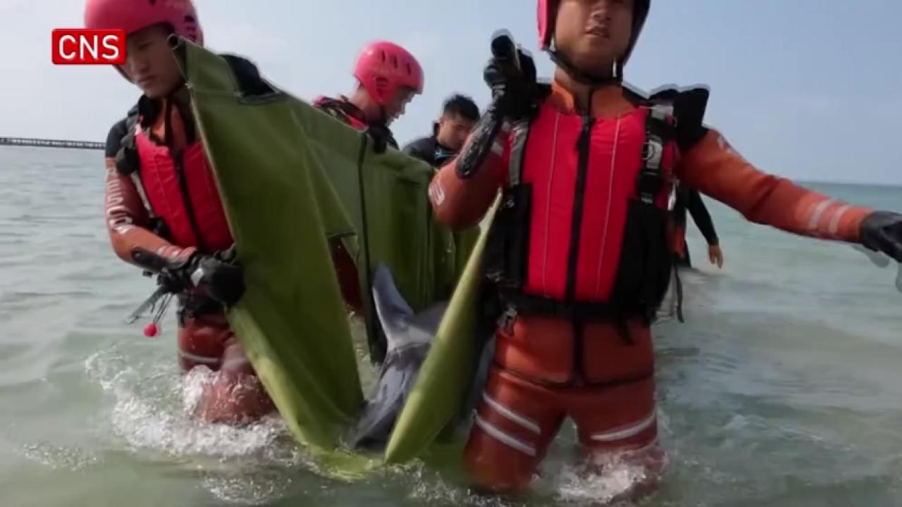 Rescued dolphin released into sea in South China's Hainan