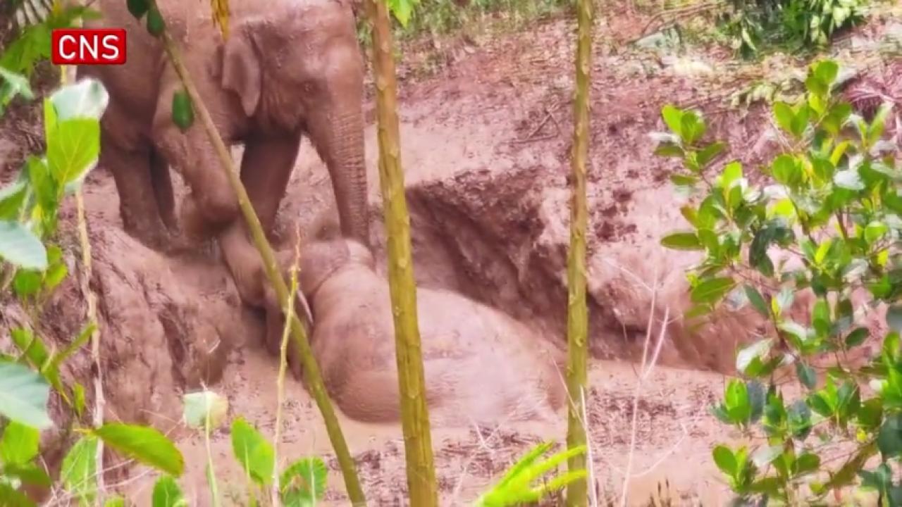 Swamped elephant rescued in Yunnan