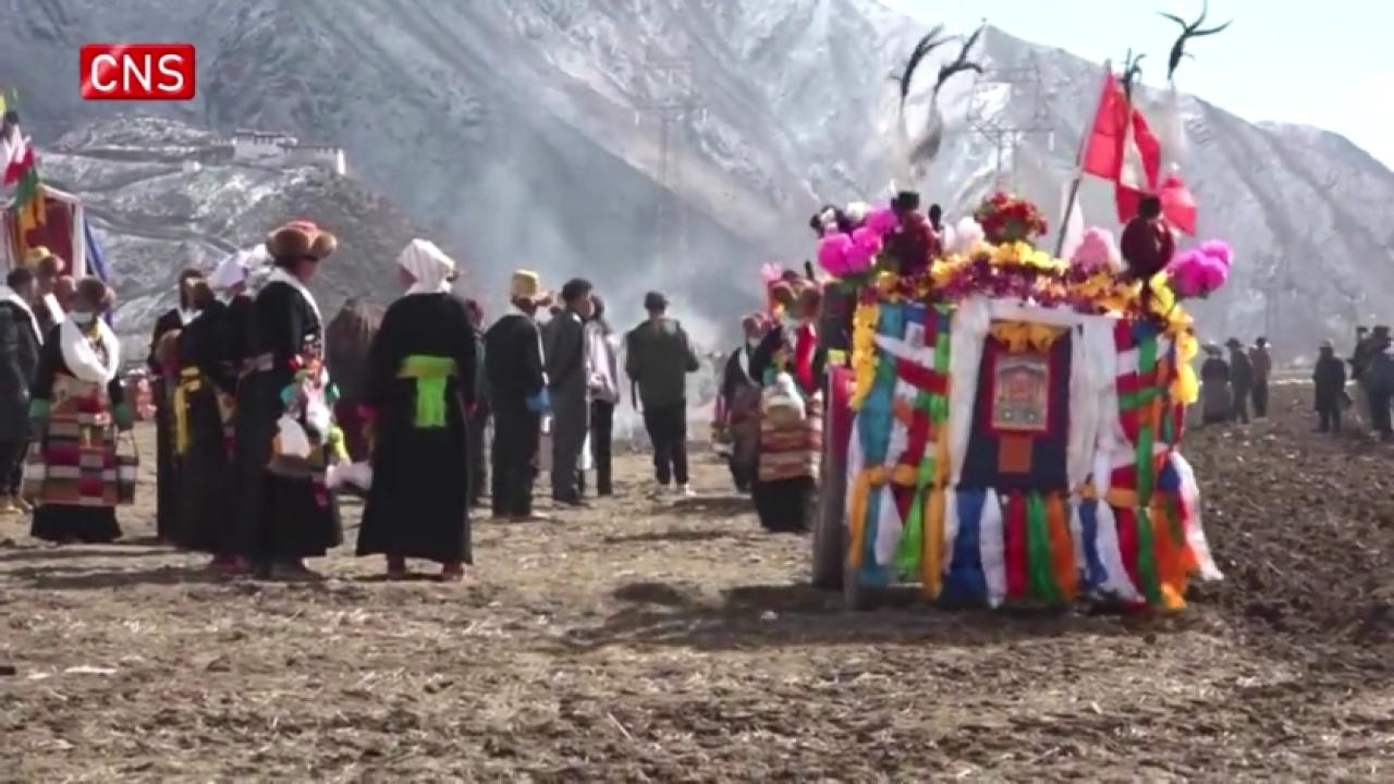 Traditional spring ploughing ceremony held in Tibet