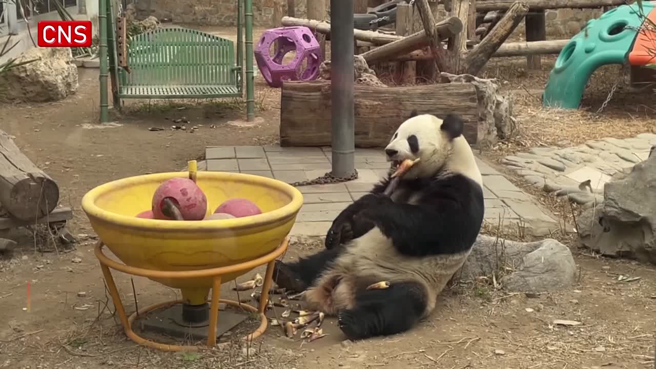 Panda Pavilion at Beijing Zoo under renovation