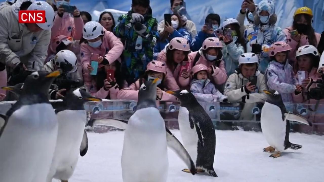 Penguins meet visitors in warm Guangzhou