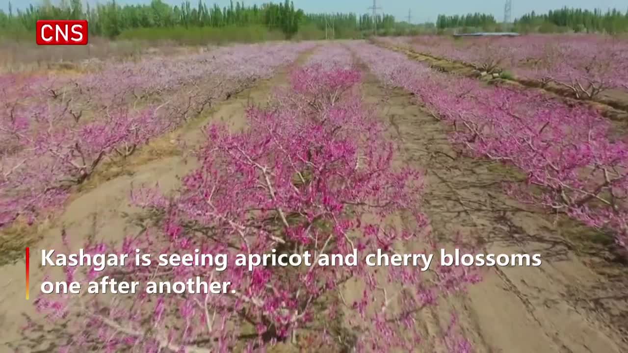 Kashgar attracts many tourists through flower tours in NW China's Xinjiang
